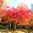 万博記念公園紅葉まつり