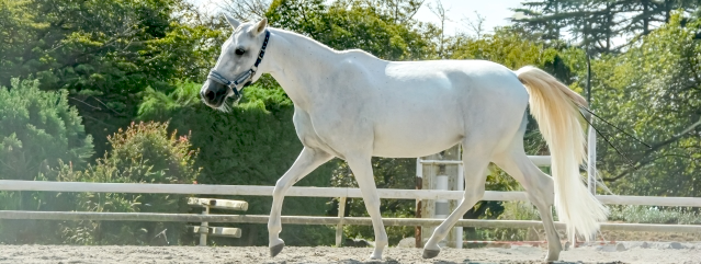  謹 賀 新 年　本年もどうぞよろしくお願いします 