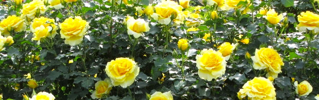 万博記念公園 秋のローズフェスタ 11月24日(月)まで