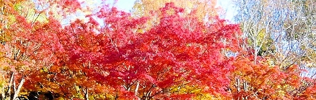 万博記念公園 紅葉まつり 11月30日まで