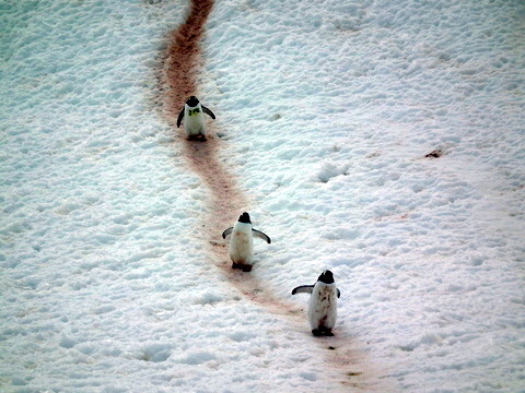 ... mischen uns unter die Eselspinguine