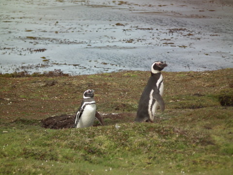 Magellan Pinguine brüten in Erdhöhlen, ...