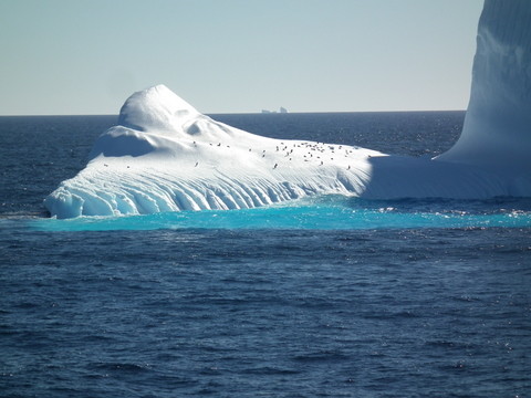 Adelie Pinguine auf Eisschollen