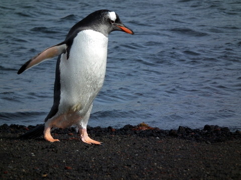 einige Eselspinguine am Strand
