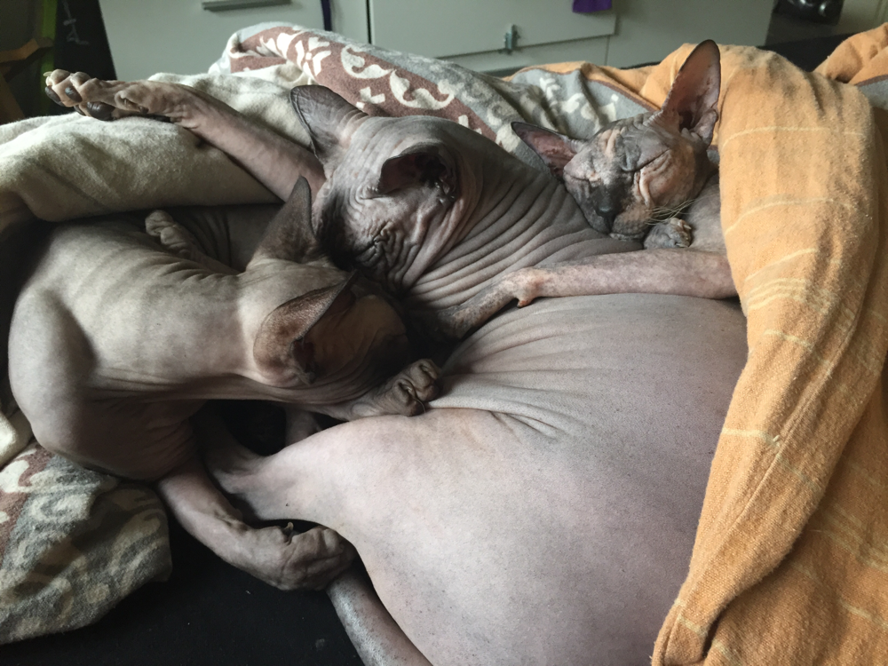 Nacktkatze Sphynx