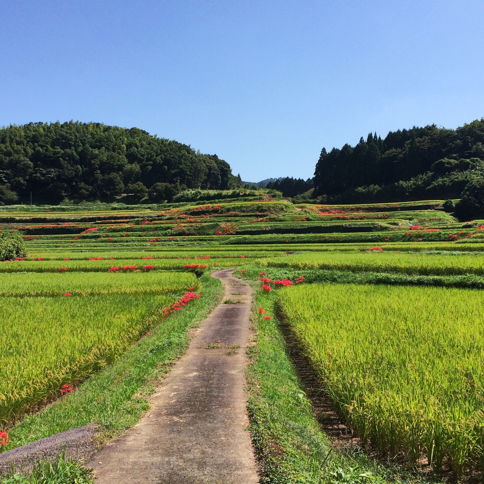 そらのもり