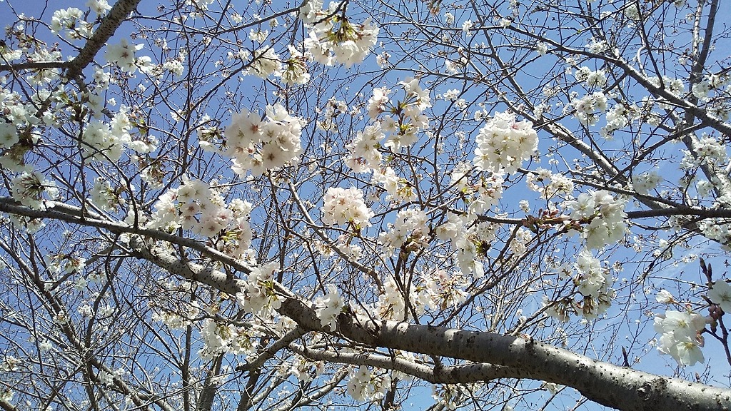 お花見