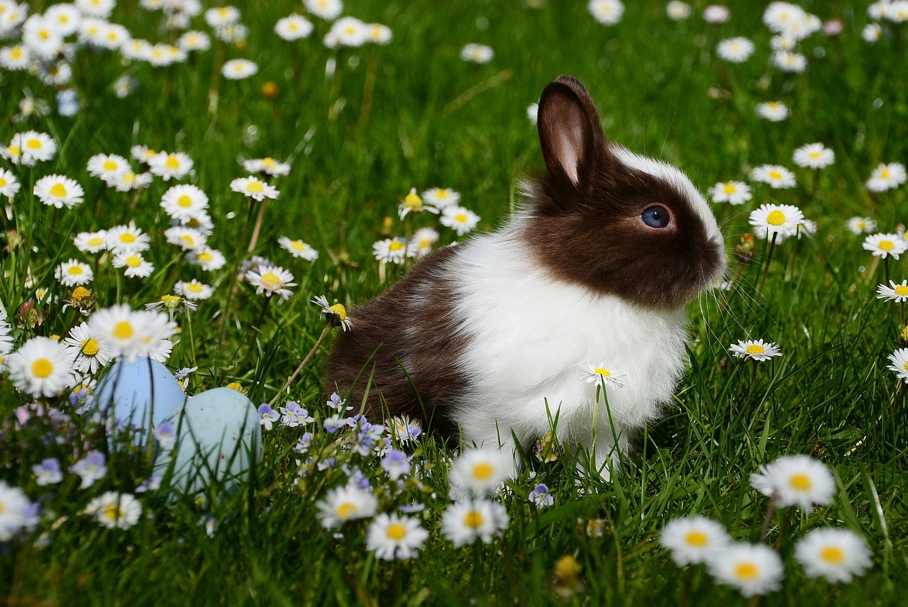 Kaninchen - Ein beliebtes und niedliches Haustier