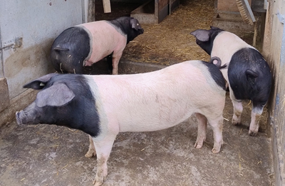 Psychische Gesundheit in der Landwirtschaft (Part 3)