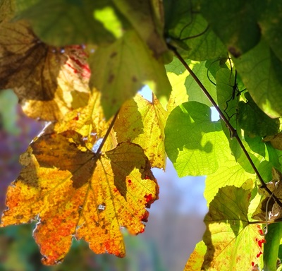 Transformation heißt Übergänge bewußt erleben und den Winter zulassen
