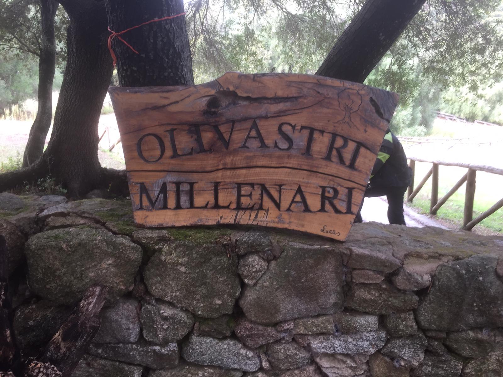 über tausendjährige Olivenbäume ...