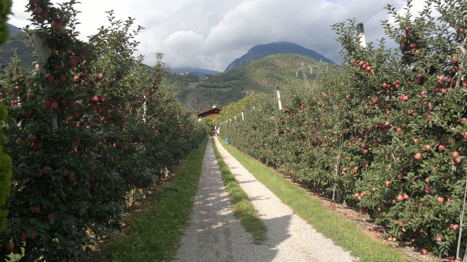 durch die Apfelplantagen nach Nals