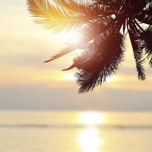 Die Palme
