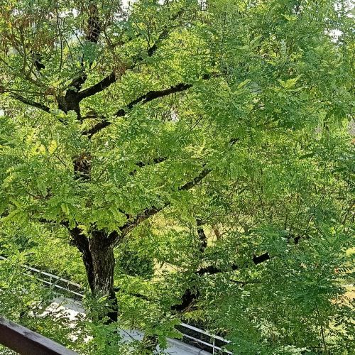 Der Baum vor meinem Fenster
