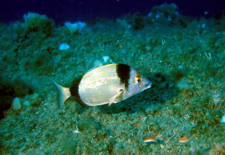 Diplodus spp.