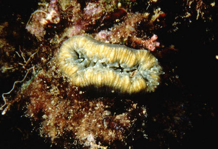 Balanophyllia europaea