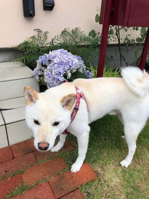 【あじさい】を植えました