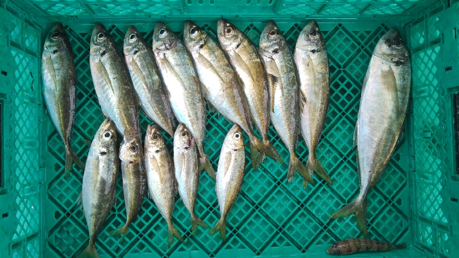 6月5日 泉州丸 釣果 大阪湾泉南岬町小島漁港の釣り船 泉州丸 6月5日 泉州丸 釣果 大阪湾泉南岬町小島漁港の釣り船 泉州丸