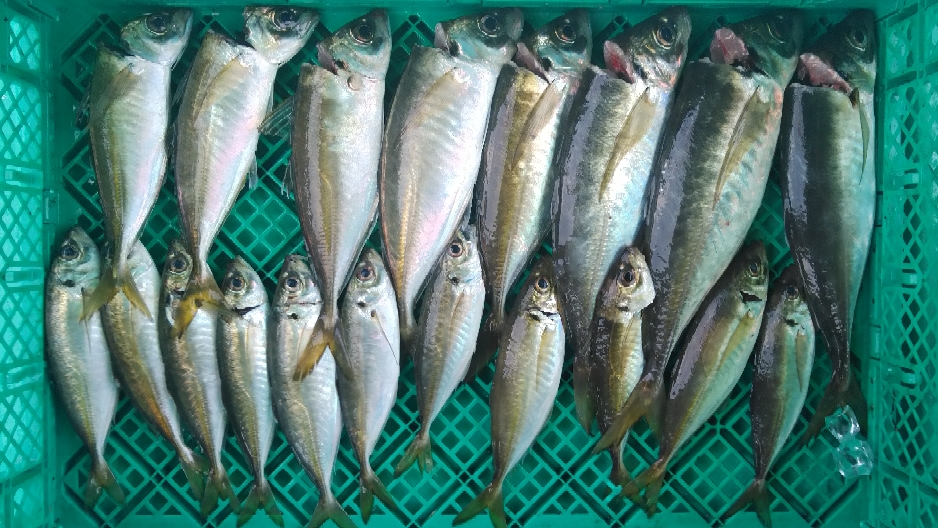 6月16日 泉州丸 釣果 大阪湾泉南岬町小島漁港の釣り船 泉州丸 6月16日 泉州丸 釣果 大阪湾泉南岬町小島漁港の釣り船 泉州丸