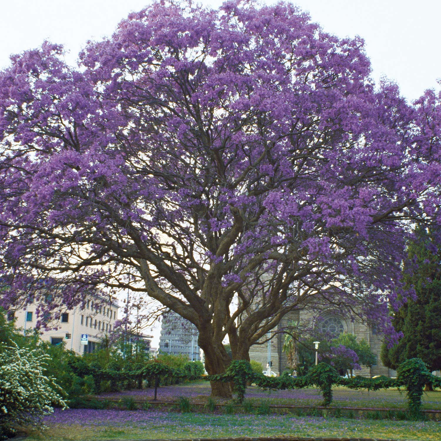 Paulownien