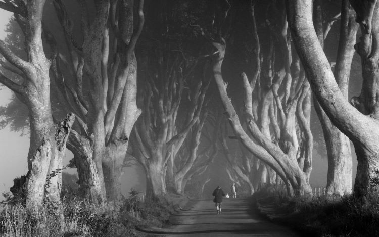 The Dark Hedges, Nordirland.