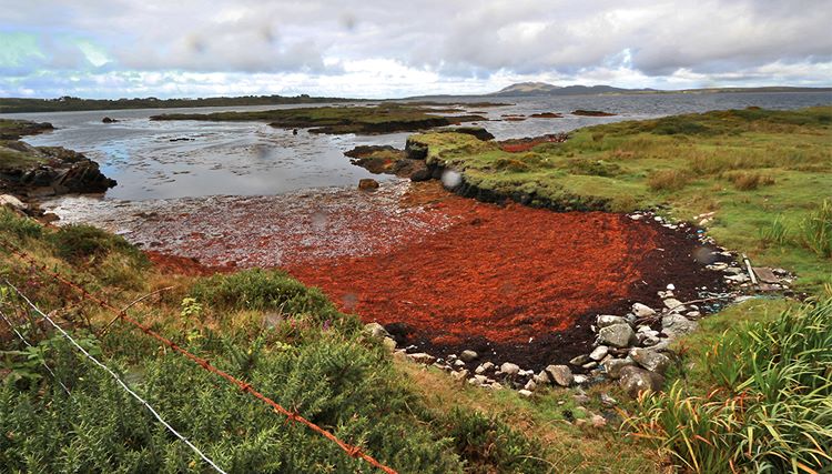 Rotbraune Algen in einer der zahlreichen Meeresbuchten am Wild Atlantic Way.