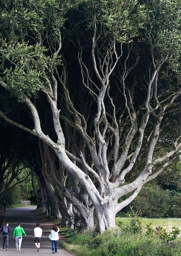 The Dark Hedges, Allee in der Bregagh Road.