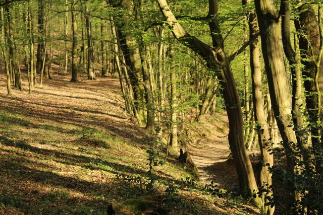 Ponyportal Ponyhof Ponyreiten Köln Bergisch Gladbach - mit Herz