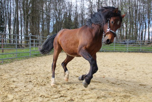 Horsemanship: Du teilst die Freiheit mit deinem Partner