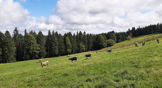 Kuhherde auf Weide im Schwarzwald