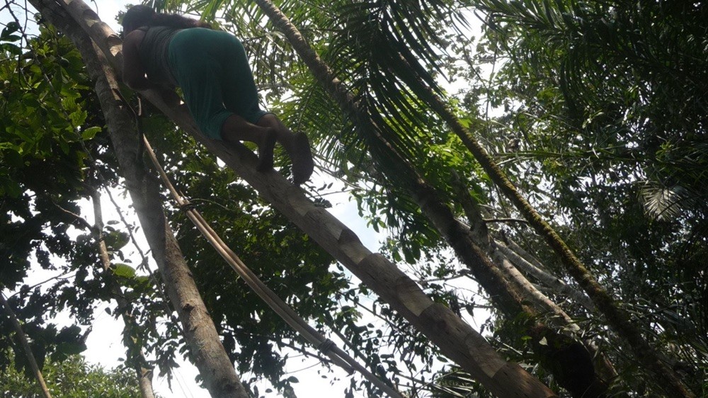 Theresa in the avacado trees