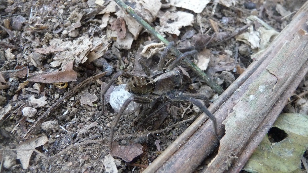 Deadly banana spider with a sack full of babies