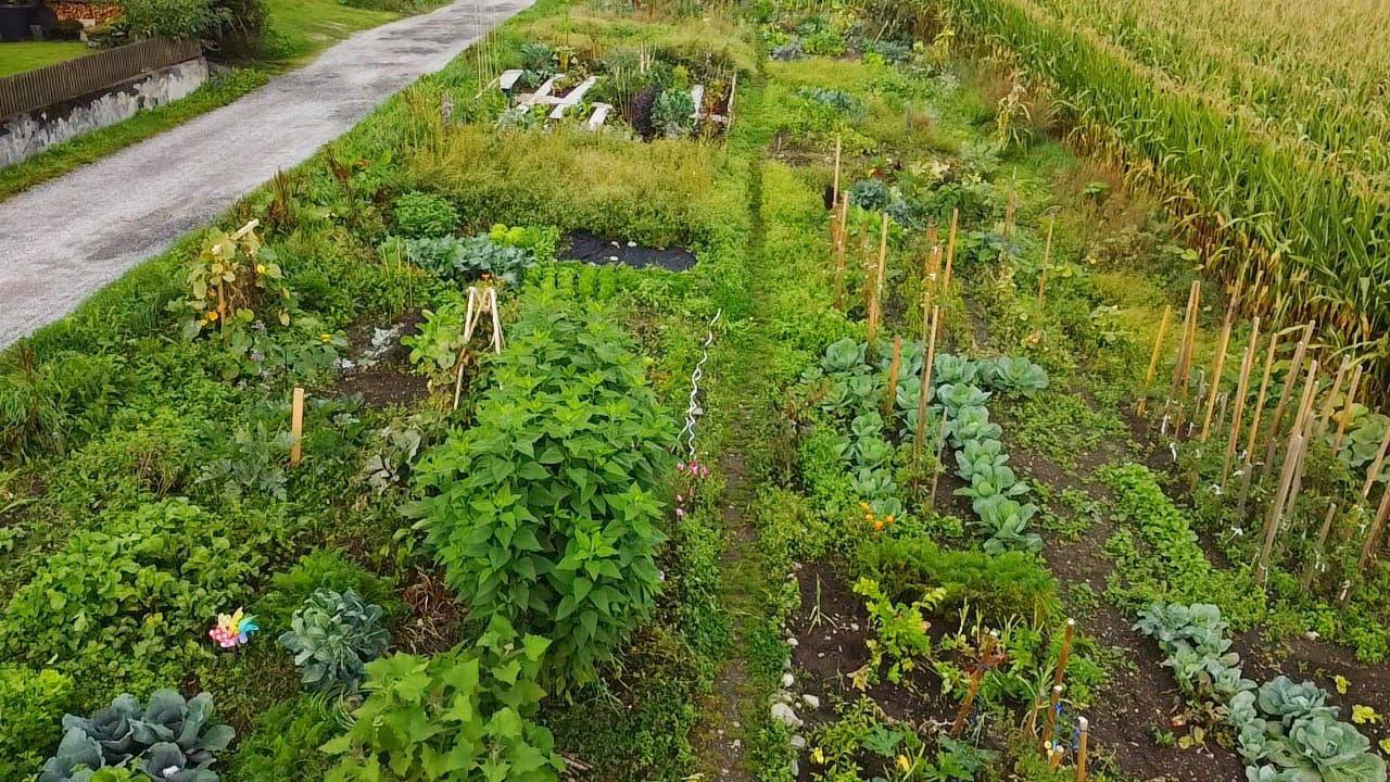 Start Gemüsegarten Tirol, Ihr Garten als Selbsterntefeld in Mutters