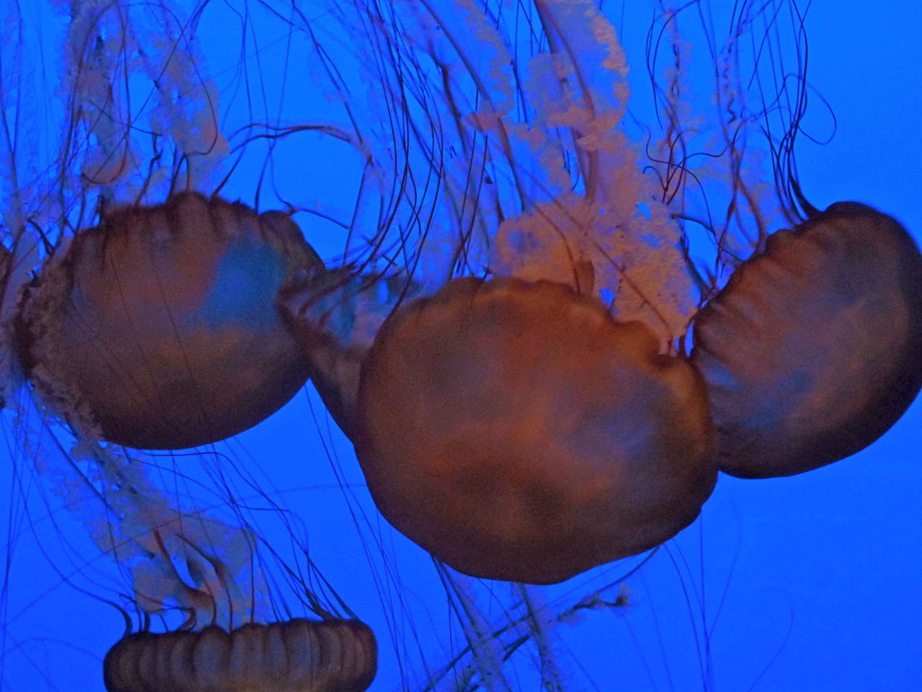 Monterey - Aquarium
