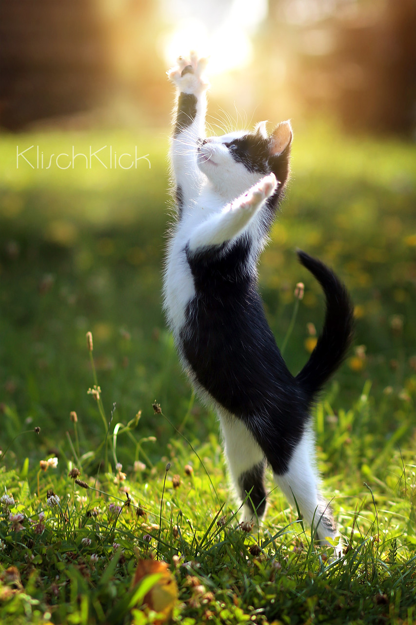 Severin Klisch Tierfotografie