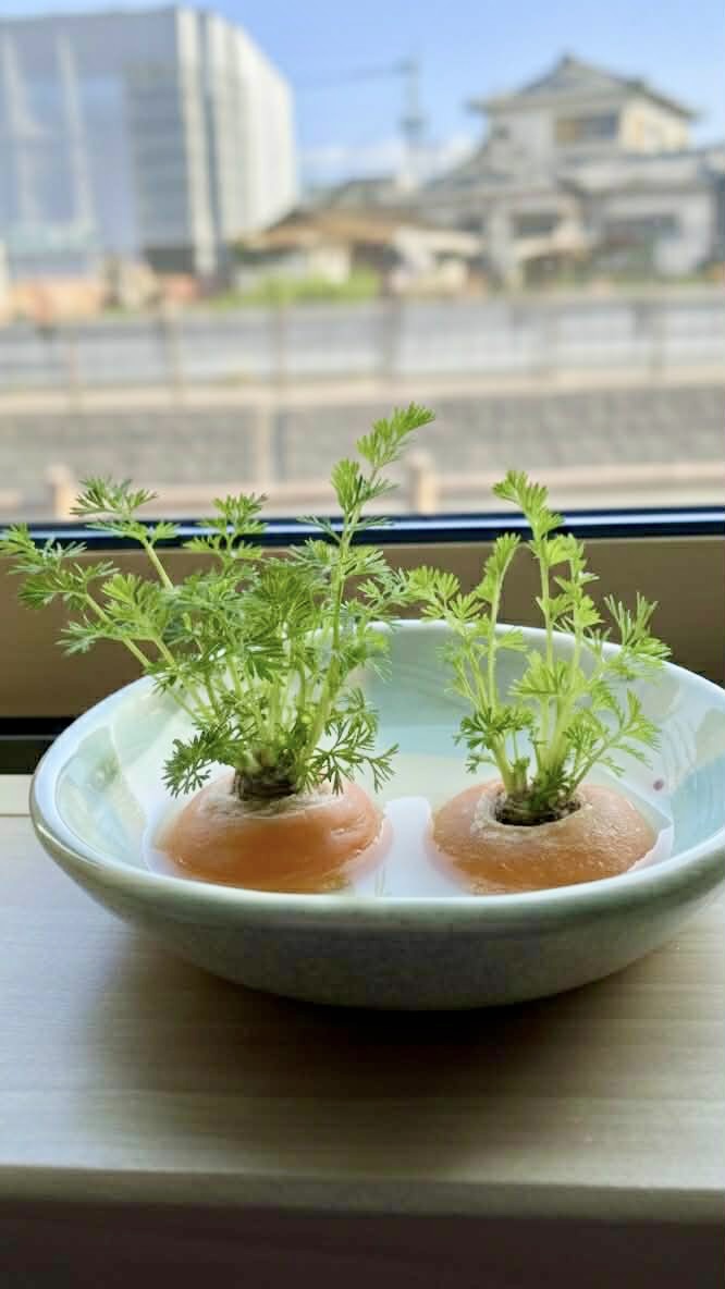 Spring Rebirth. ／窓辺の再生。