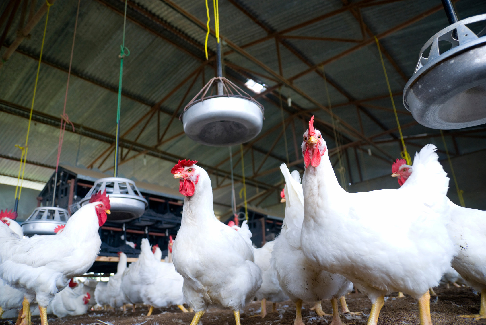 poultry industry R.E.M. International Mechanics