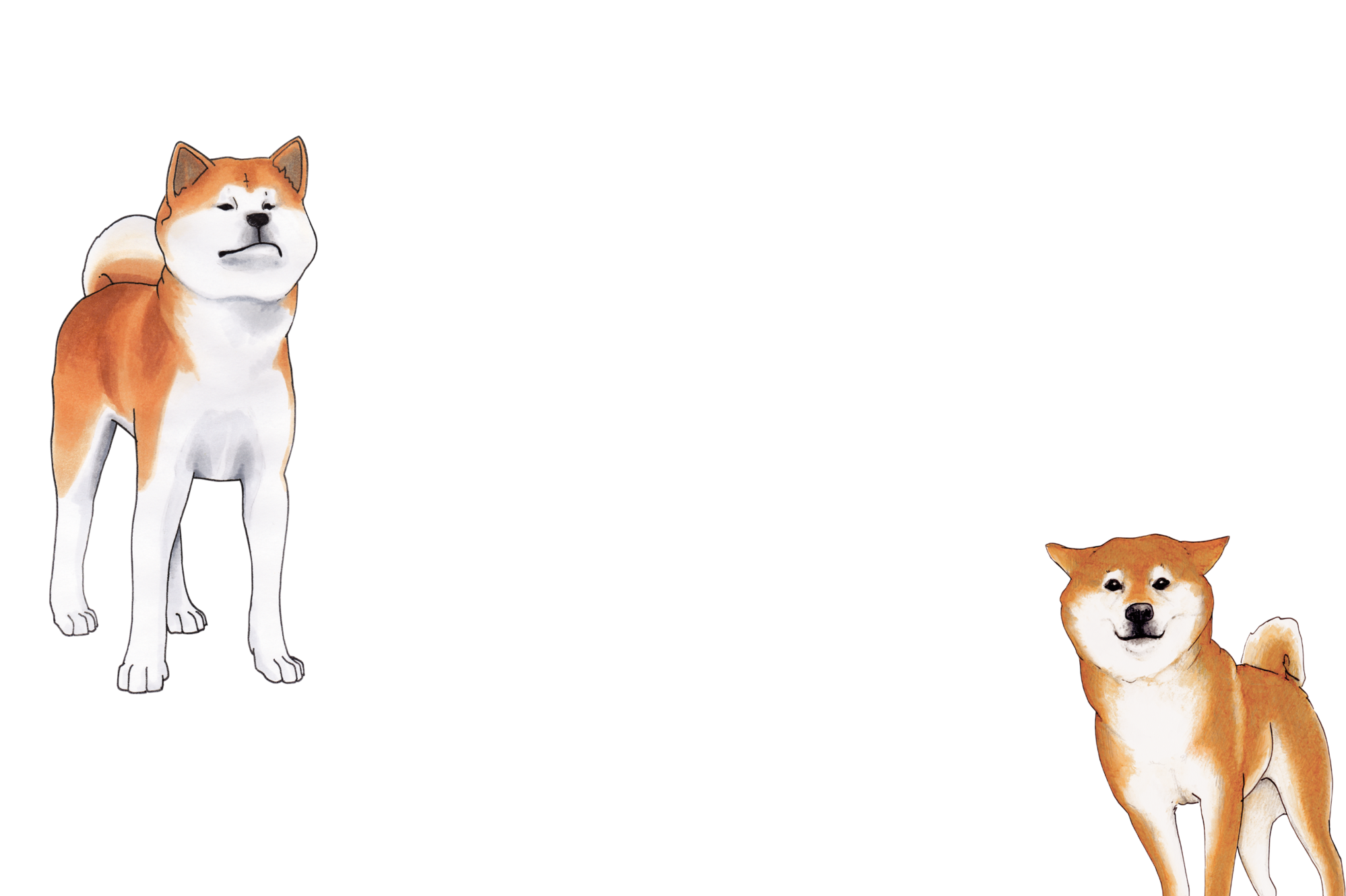 Wurfmeldungen 2019 Schweizer Klub Asiatische Spitze