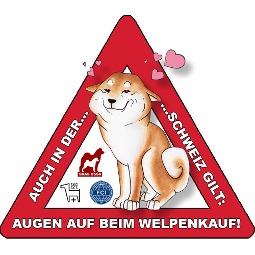 Shiba Schweizer Klub Asiatische Spitze