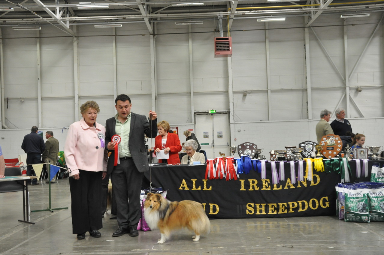 Reserve Best Dog JUN CH, CJW 12 IRISH LEGEND OF NAVARREM (Mr E & Mr P Castillo & Fortune)