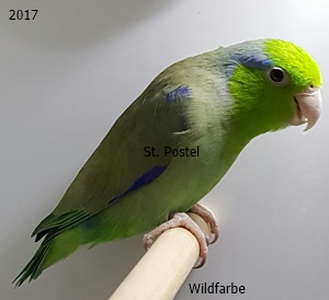 Die Haltung von Blaugenick-Sperlingspapageien - Vogelzucht Stefan Postel