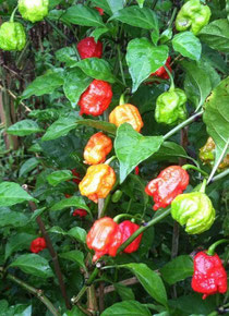 Smokin’ Ed’s Carolina Reaper® - Le Nouveau Piment le plus Fort du Monde