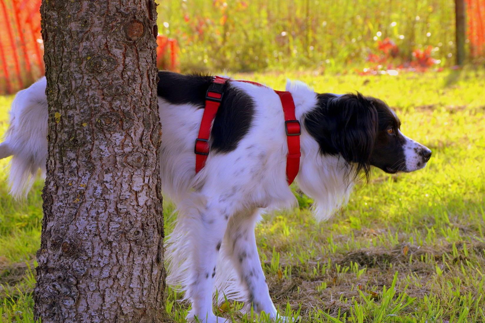 Hilfe, mein Hund ist ein Stehpinkler!