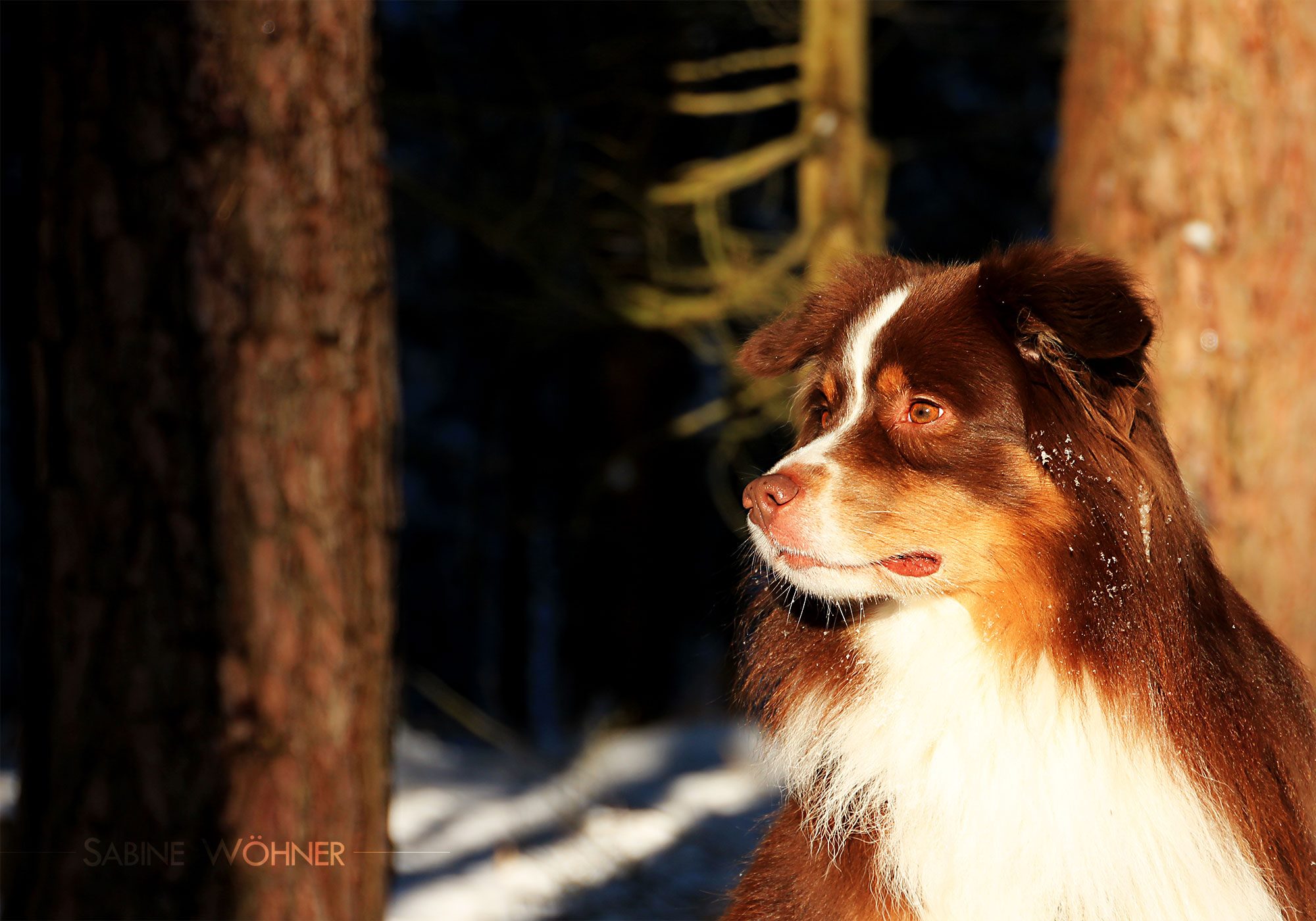 Seminar: Spurensuche - was will mein Hund