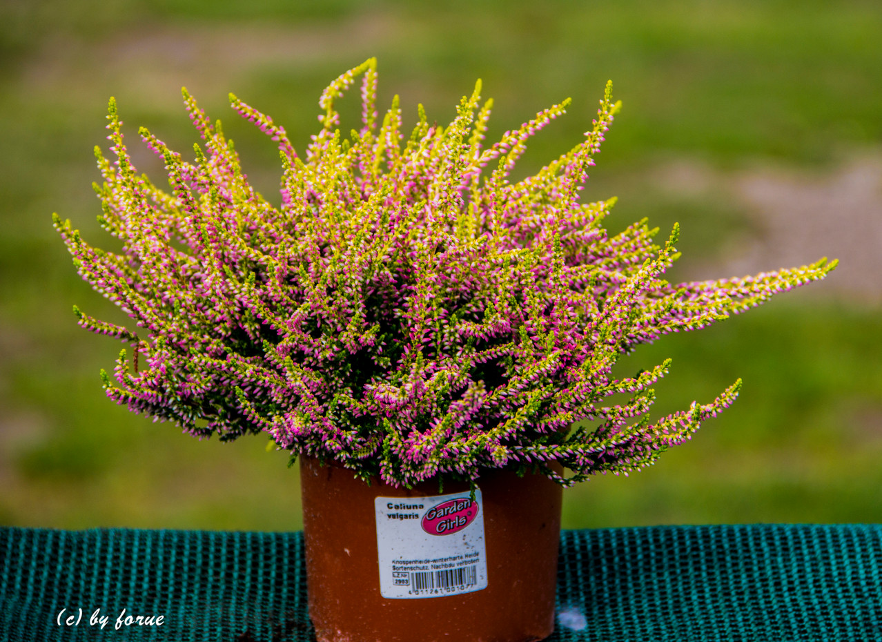Heidepflanzen Baumschule und Staudengärtnerei Munster Webseite! Gartenbau