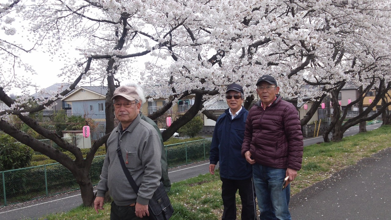 福生　多摩川堤防の桜並木