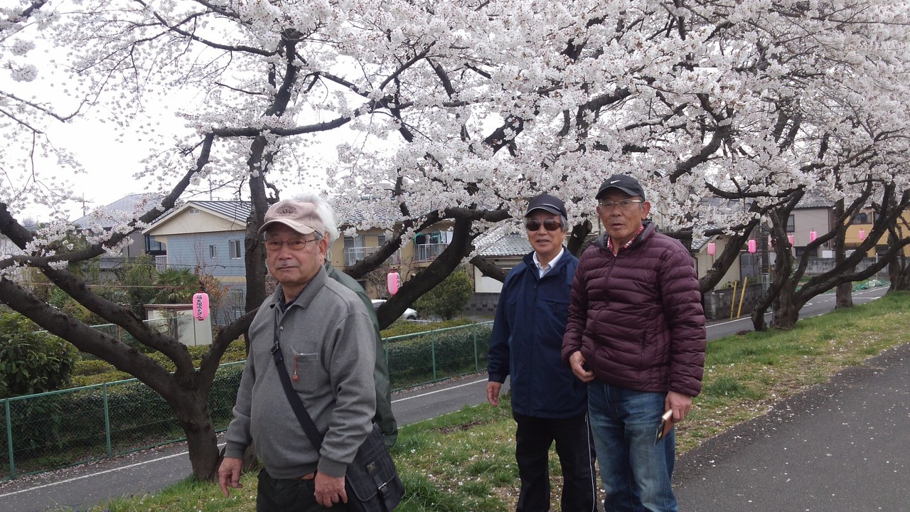 福生　多摩川堤防の桜並木