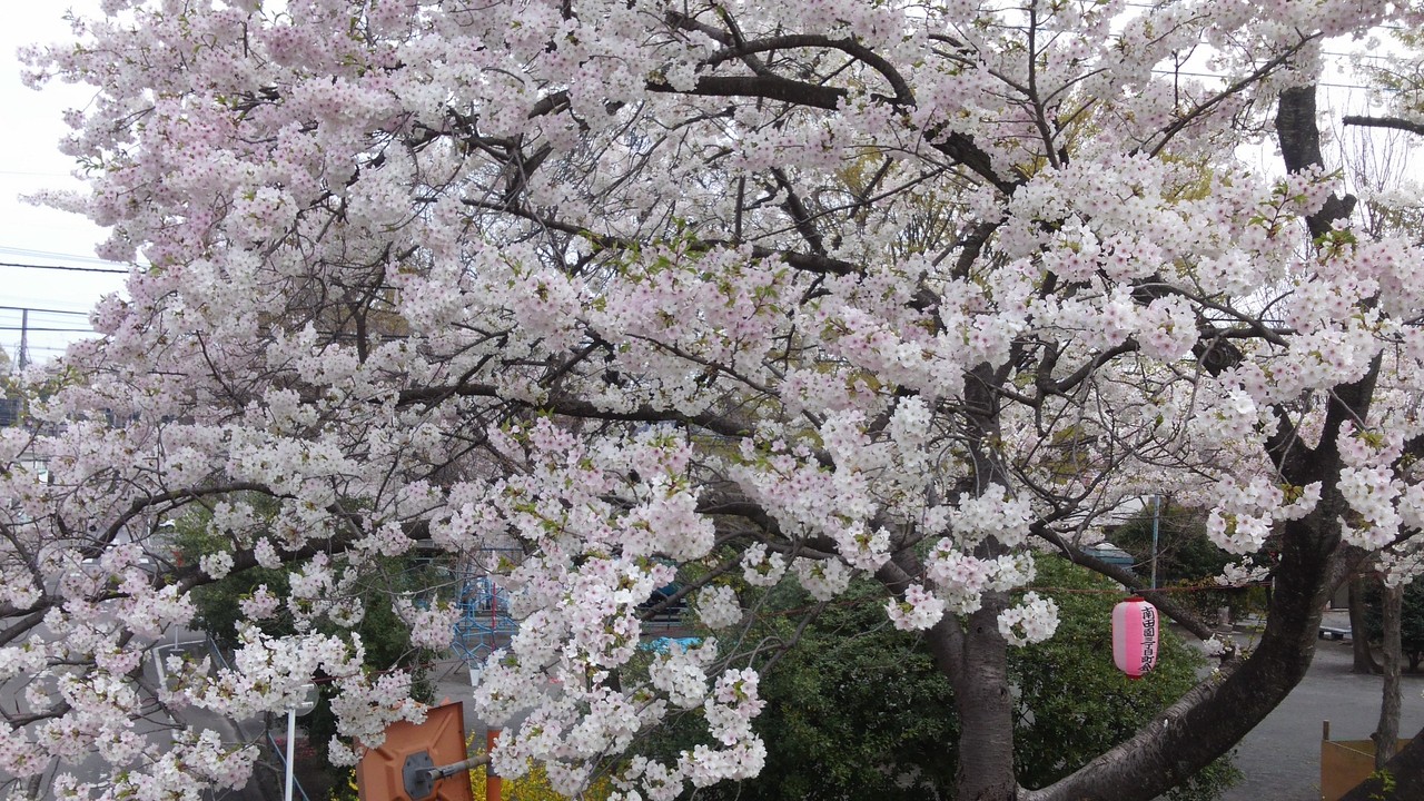 福生　多摩川堤防の桜並木