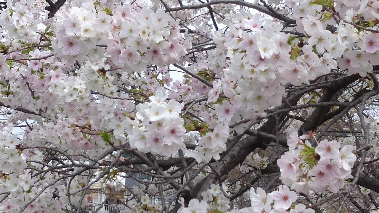 福生　多摩川堤防の桜並木