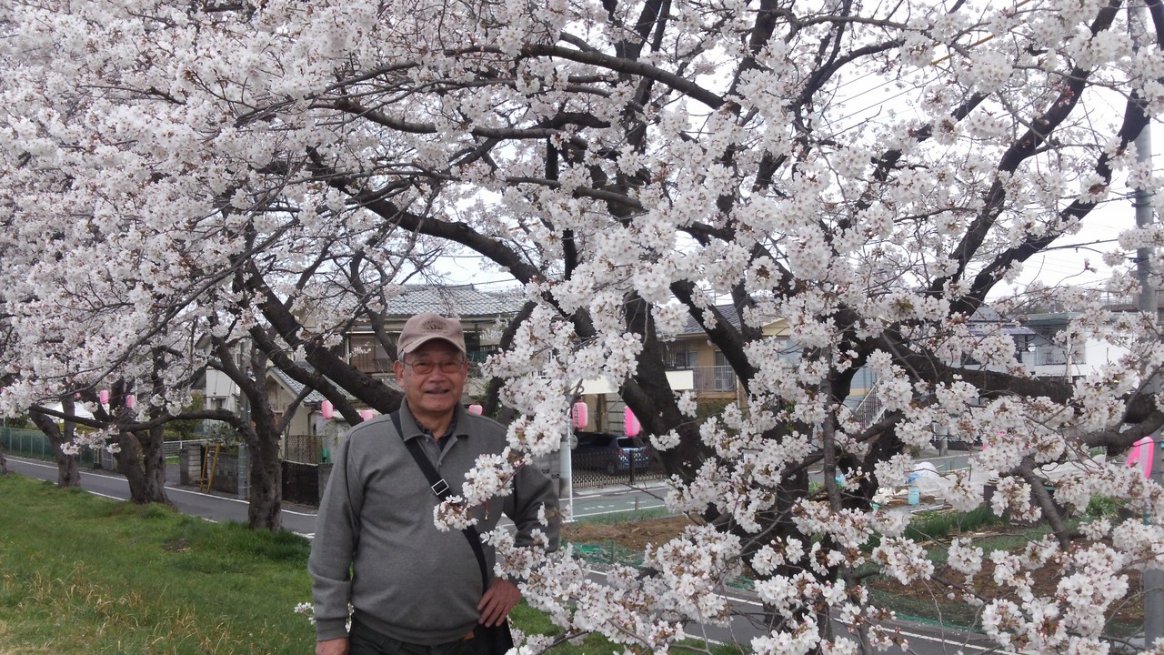 福生　多摩川堤防の桜並木